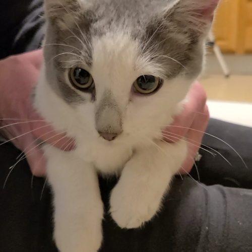 Enlarge Shota, a Adoptable Domestic Short Hair in Elizabeth, IL image 6/6