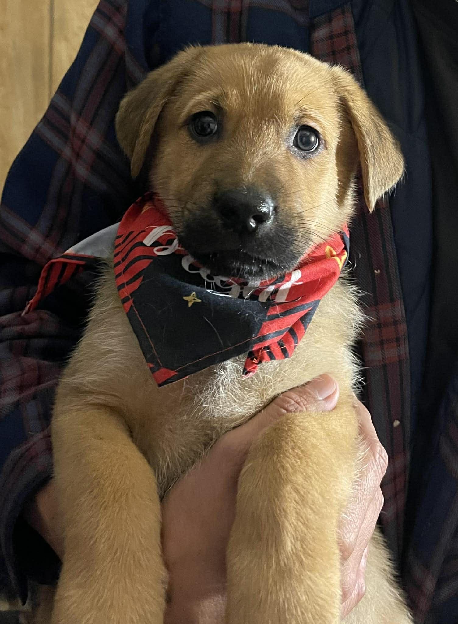 Enlarge Vigo, an adopted mixed breed in Temecula, CA image 1/1