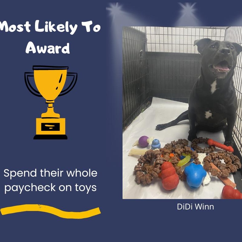 Didi Winn (CONC-A-142), a Adoptable mixed breed in Concord, NC image 5/6