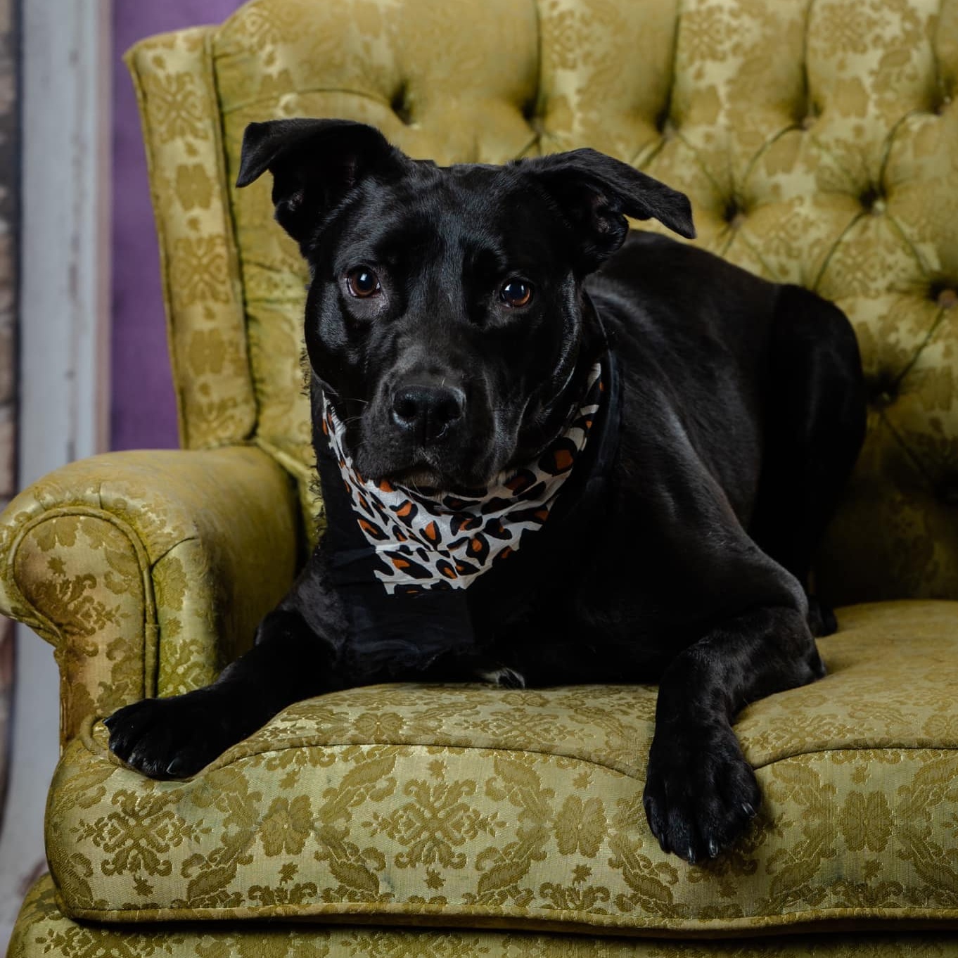 Didi Winn (CONC-A-142), a Adoptable mixed breed in Concord, NC image 3/6