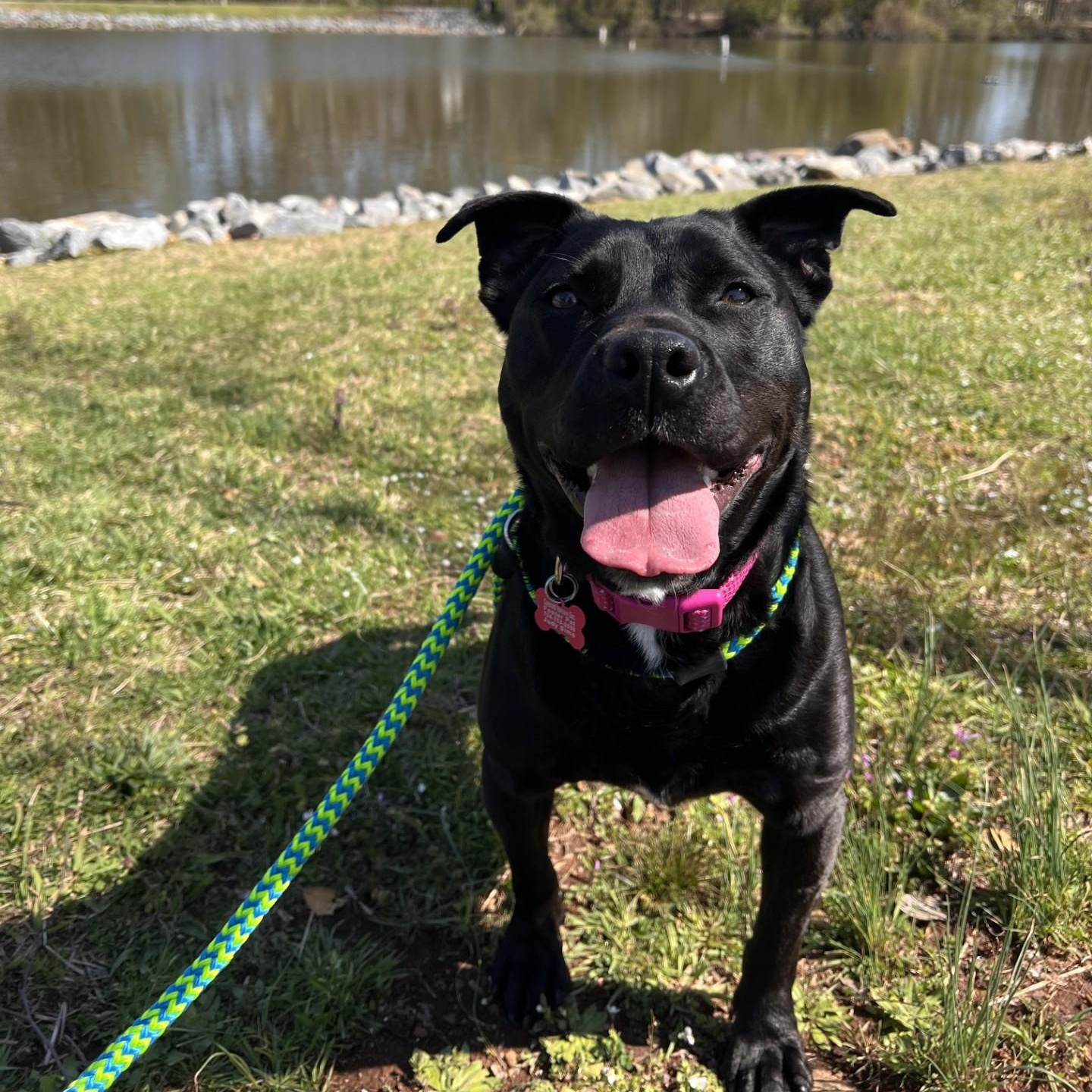 Didi Winn (CONC-A-142), a Adoptable mixed breed in Concord, NC image 2/6