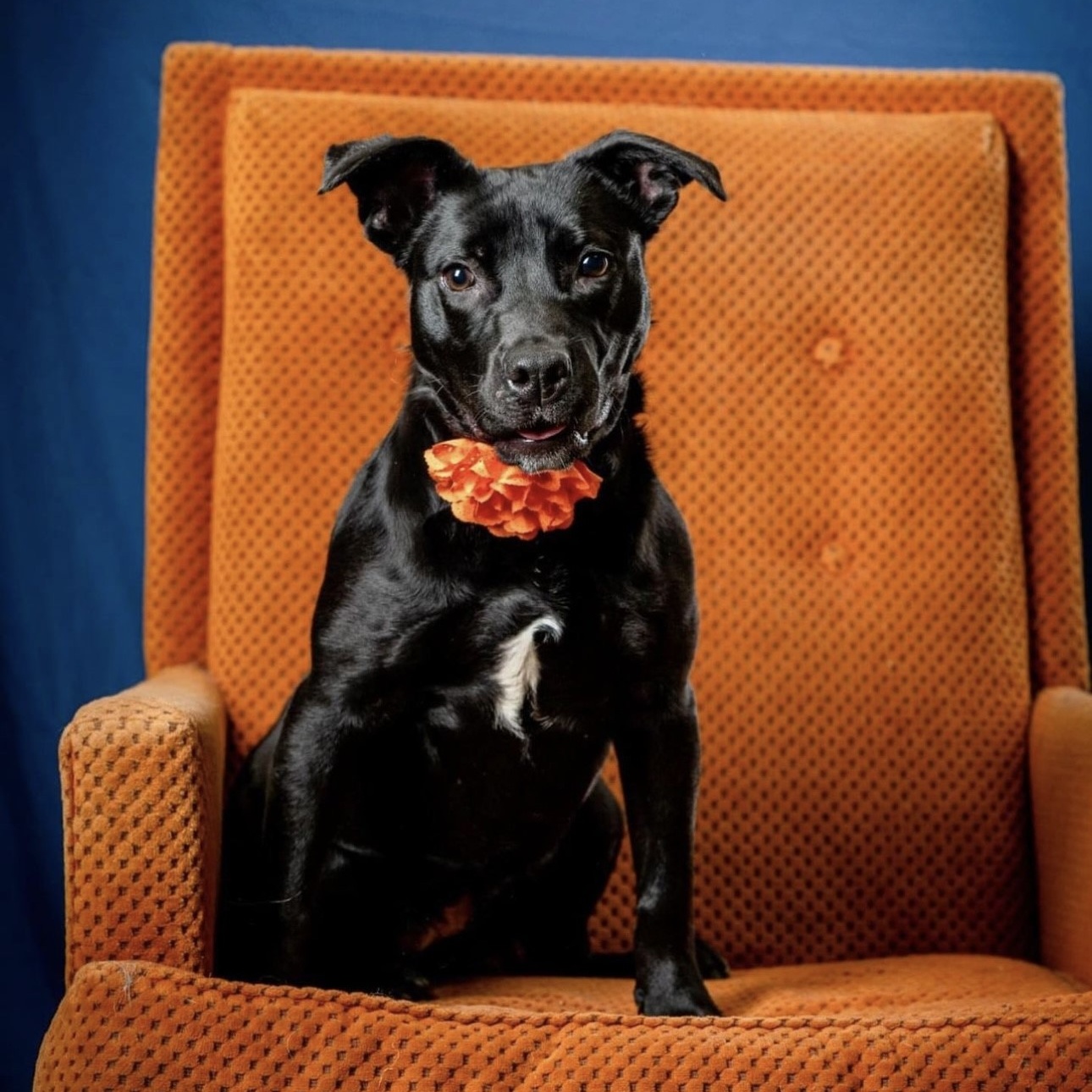 Didi Winn (CONC-A-142), a Adoptable mixed breed in Concord, NC image 4/6