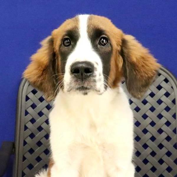 Enlarge Chip, a Adoptable mixed breed in Fort Davis, TX image 1/1