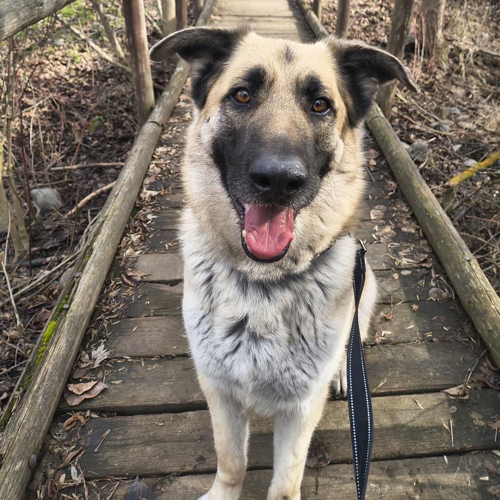 Jo, Adoptable, Adult Male German Shepherd Dog & Mixed Breed.