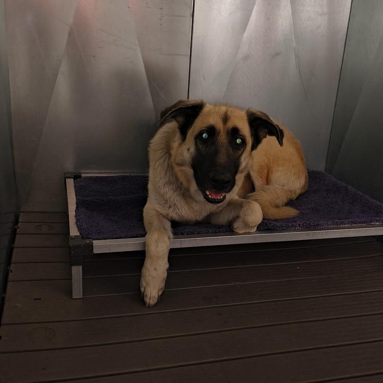 Enlarge Jo, a Adoptable mixed breed in Moses Lake, WA image 2/2