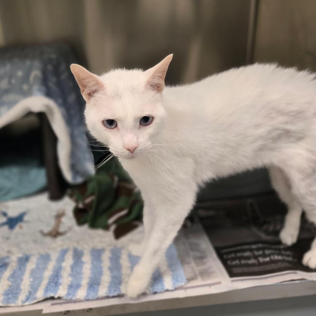 Enlarge Taro, a Adoptable Domestic Short Hair in Charlottesville, VA image 6/6
