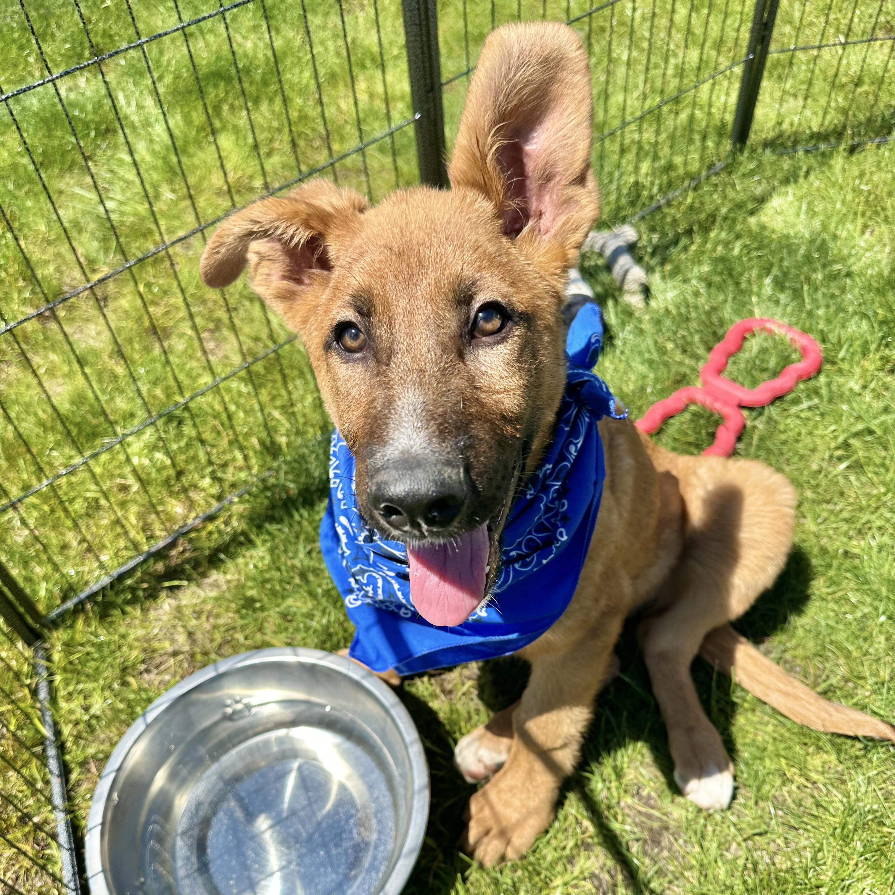 Fish, ADOPTABLE, Puppy Male German Shepherd Dog.