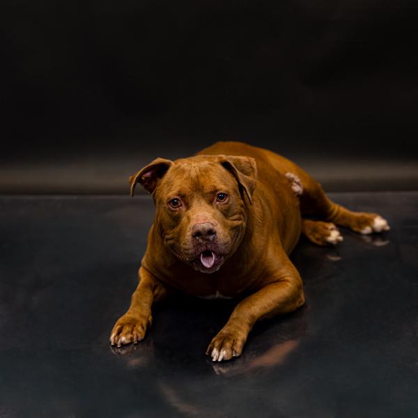 Pen 113c Rocko, Adoptable, Senior Male Pit Bull Terrier.
