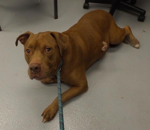 Pen 113c Rocko, a Adoptable mixed breed in Lawrenceville, GA image 2/3