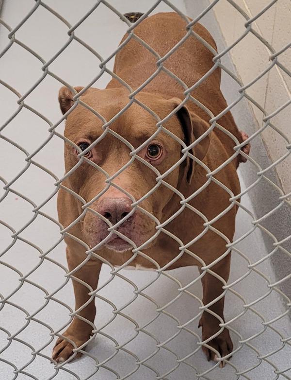 Pen 113c Rocko, a Adoptable mixed breed in Lawrenceville, GA image 3/3