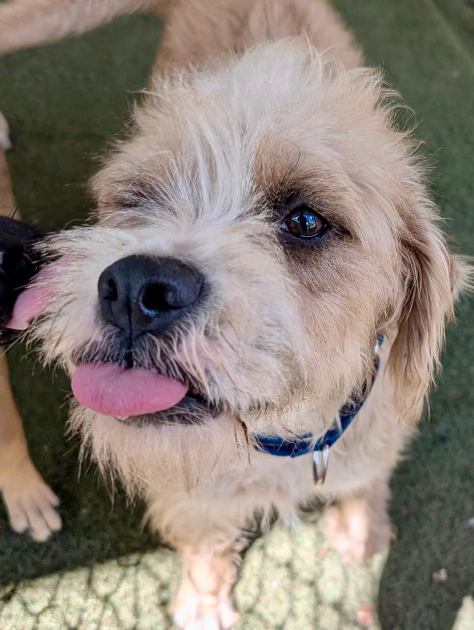 Enlarge Sol (Foster-to-Adopt), a ADOPTABLE mixed breed in Mississauga, ON image 6/6