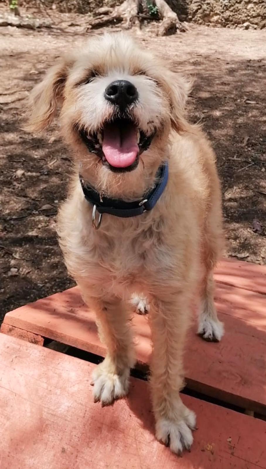 Enlarge Sol (Foster-to-Adopt), a ADOPTABLE mixed breed in Mississauga, ON image 3/6