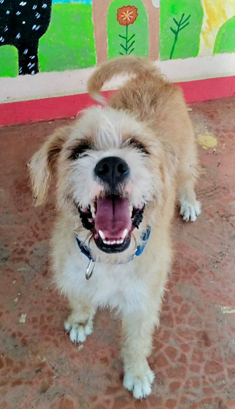 Enlarge Sol (Foster-to-Adopt), a ADOPTABLE mixed breed in Mississauga, ON image 1/6