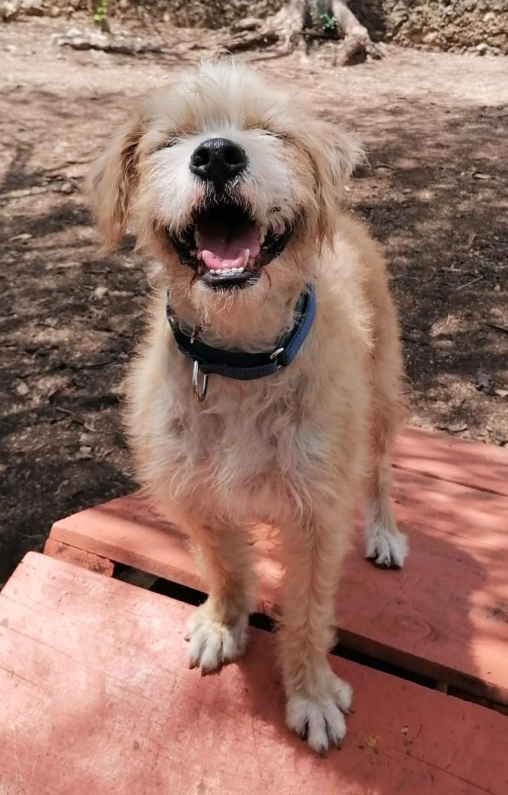 Enlarge Sol (Foster-to-Adopt), a ADOPTABLE mixed breed in Mississauga, ON image 5/6