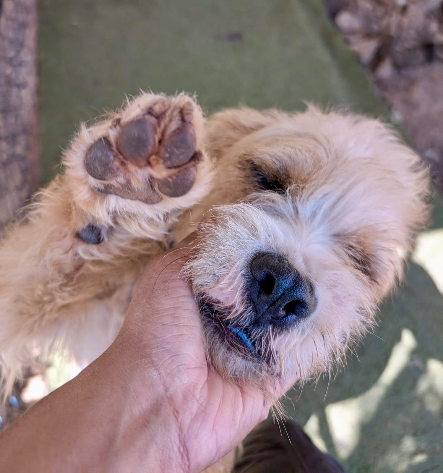 Enlarge Sol (Foster-to-Adopt), a ADOPTABLE mixed breed in Mississauga, ON image 2/6