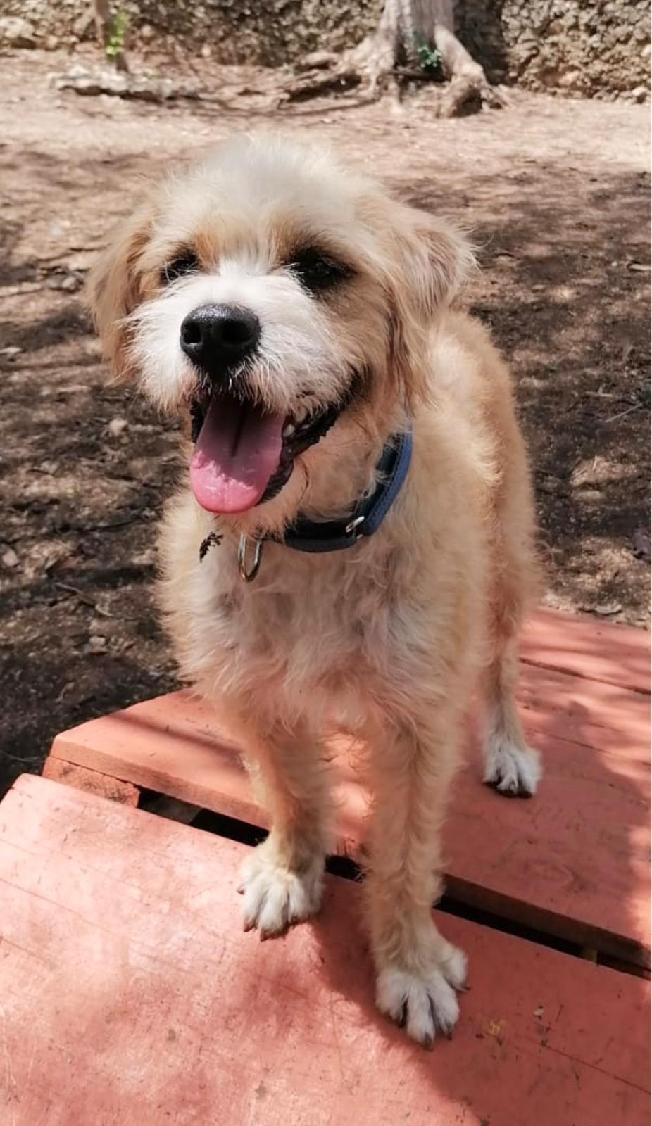 Enlarge Sol (Foster-to-Adopt), a ADOPTABLE mixed breed in Mississauga, ON image 4/6