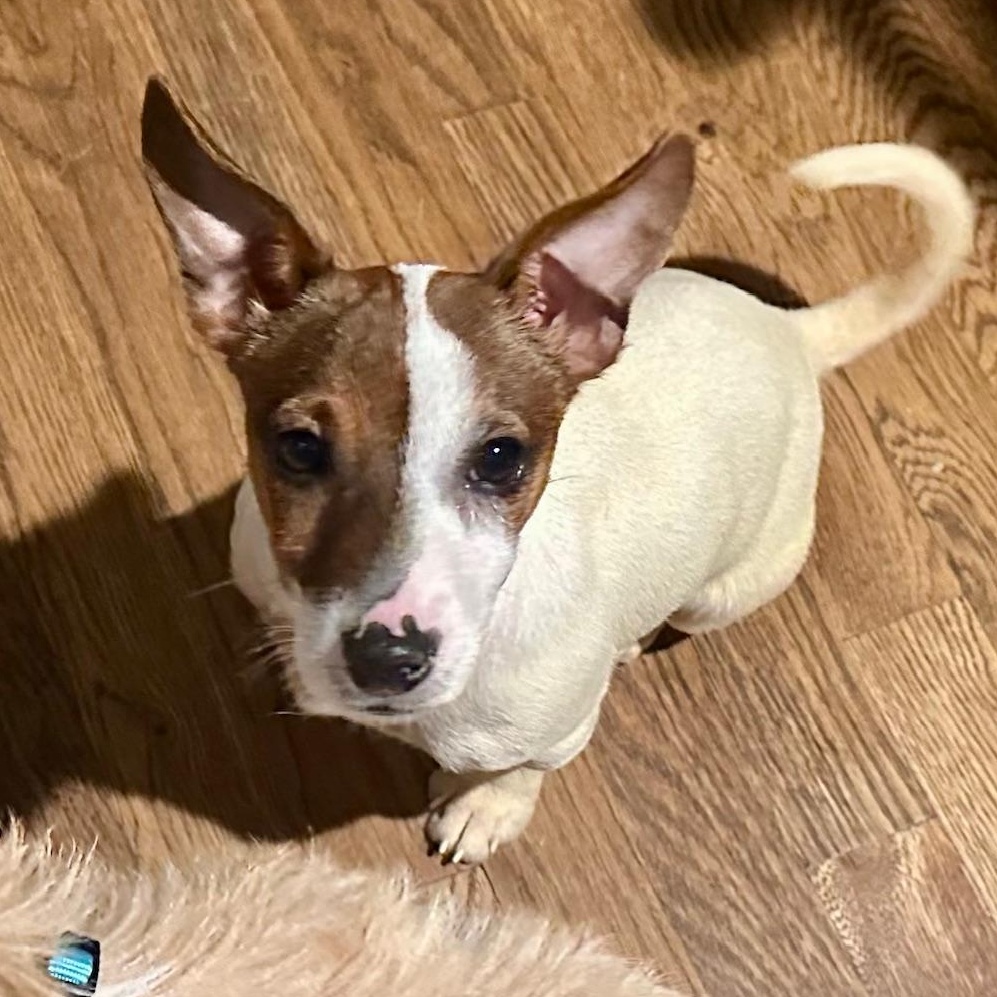 Suki, a ADOPTABLE Jack Russell Terrier in Richmond, VA image 1/6