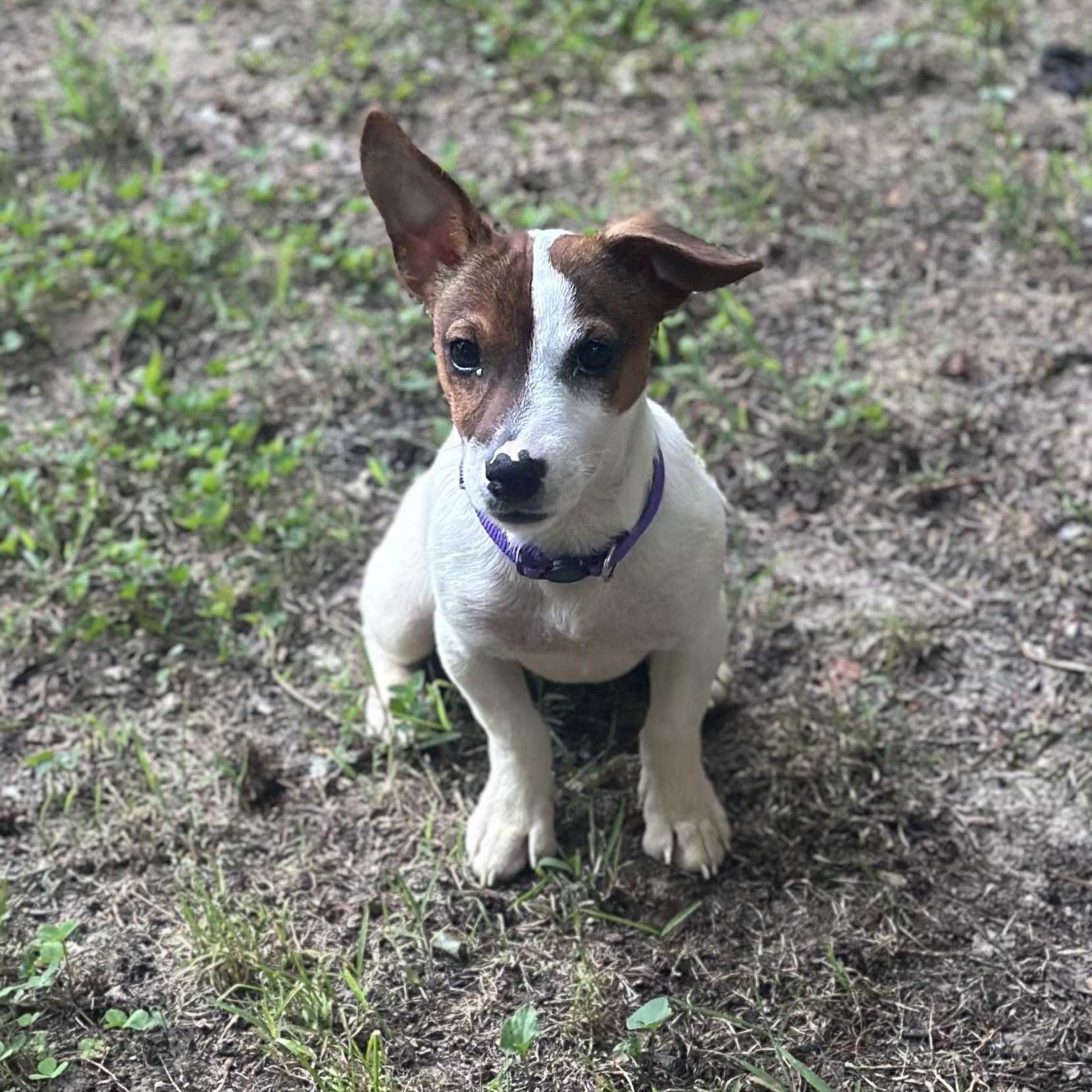 Suki, a ADOPTABLE Jack Russell Terrier in Richmond, VA image 2/6