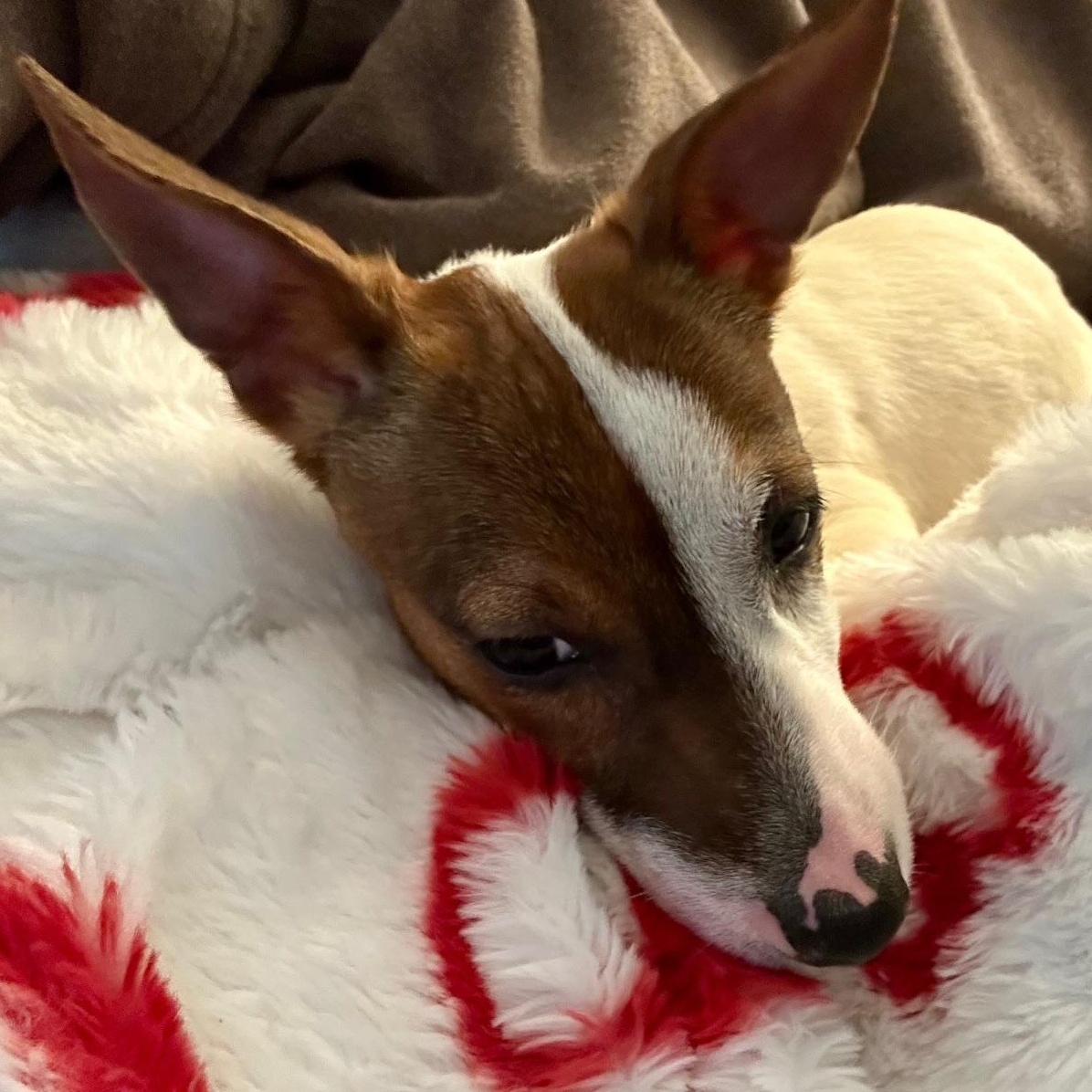 Suki, a ADOPTABLE Jack Russell Terrier in Richmond, VA image 3/6