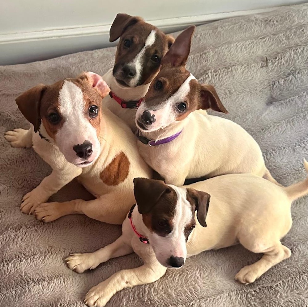 Suki, a ADOPTABLE Jack Russell Terrier in Richmond, VA image 4/6