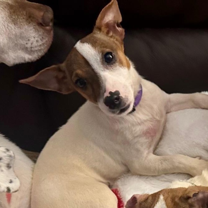 Suki, a ADOPTABLE Jack Russell Terrier in Richmond, VA image 5/6