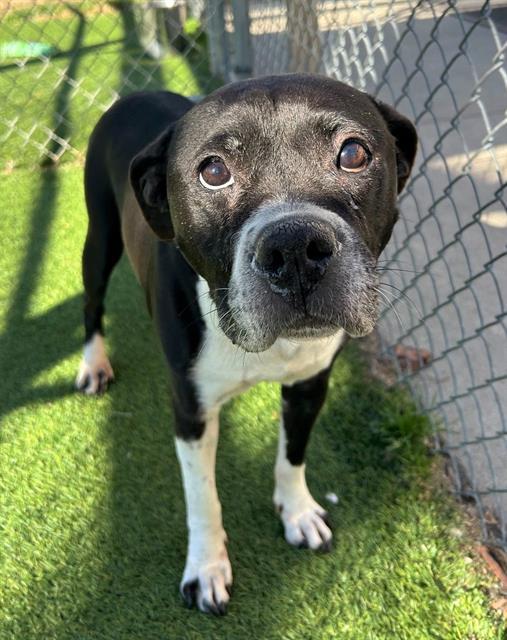 PASSION, Adoptable, Adult Female Mixed Breed.