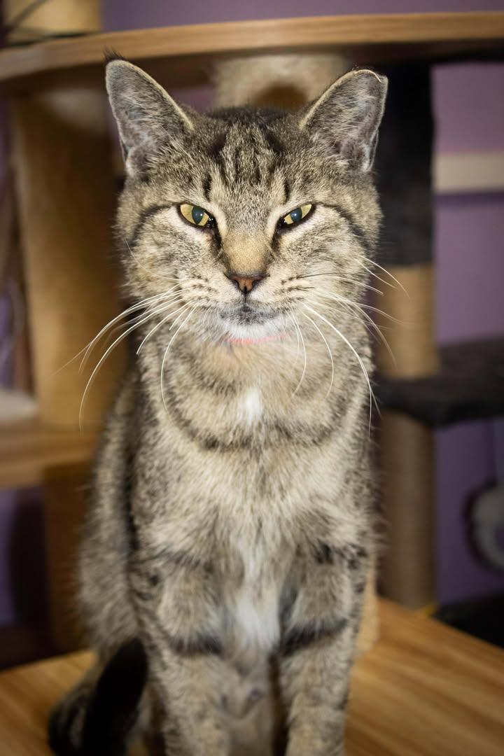 Mulan, Adoptable, Adult Female Domestic Short Hair.