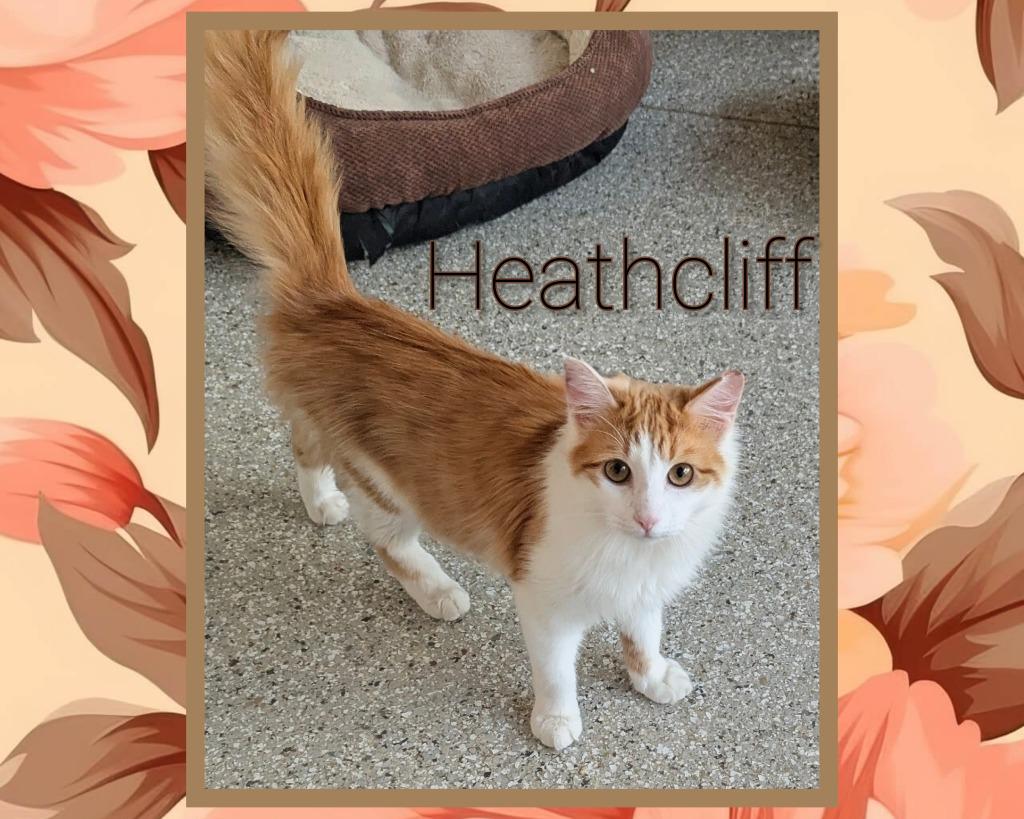 Heathcliff, Adoptable, Kitten Male Domestic Long Hair.