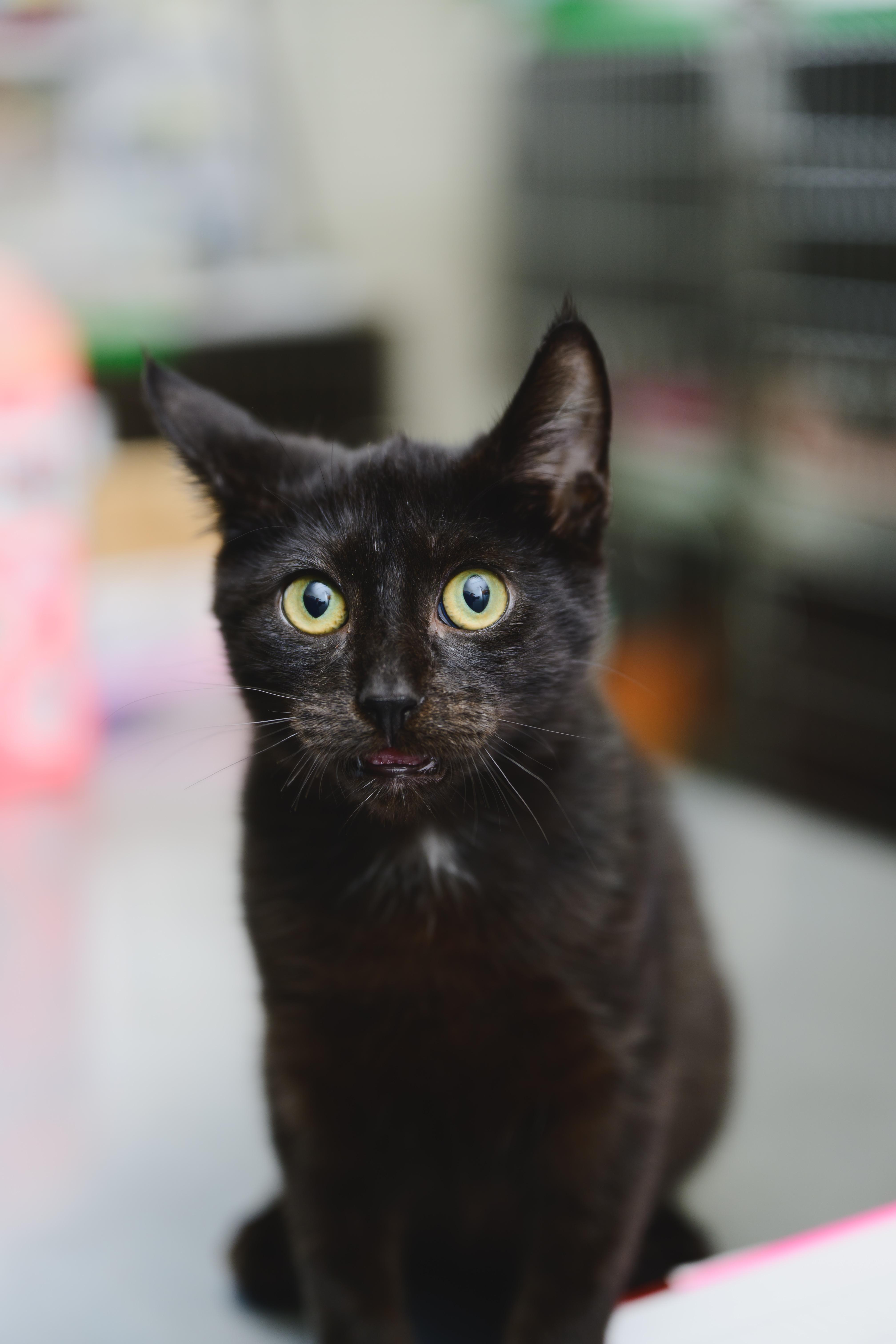 Zorro, a Adopted mixed breed in Honolulu, HI image 1/6