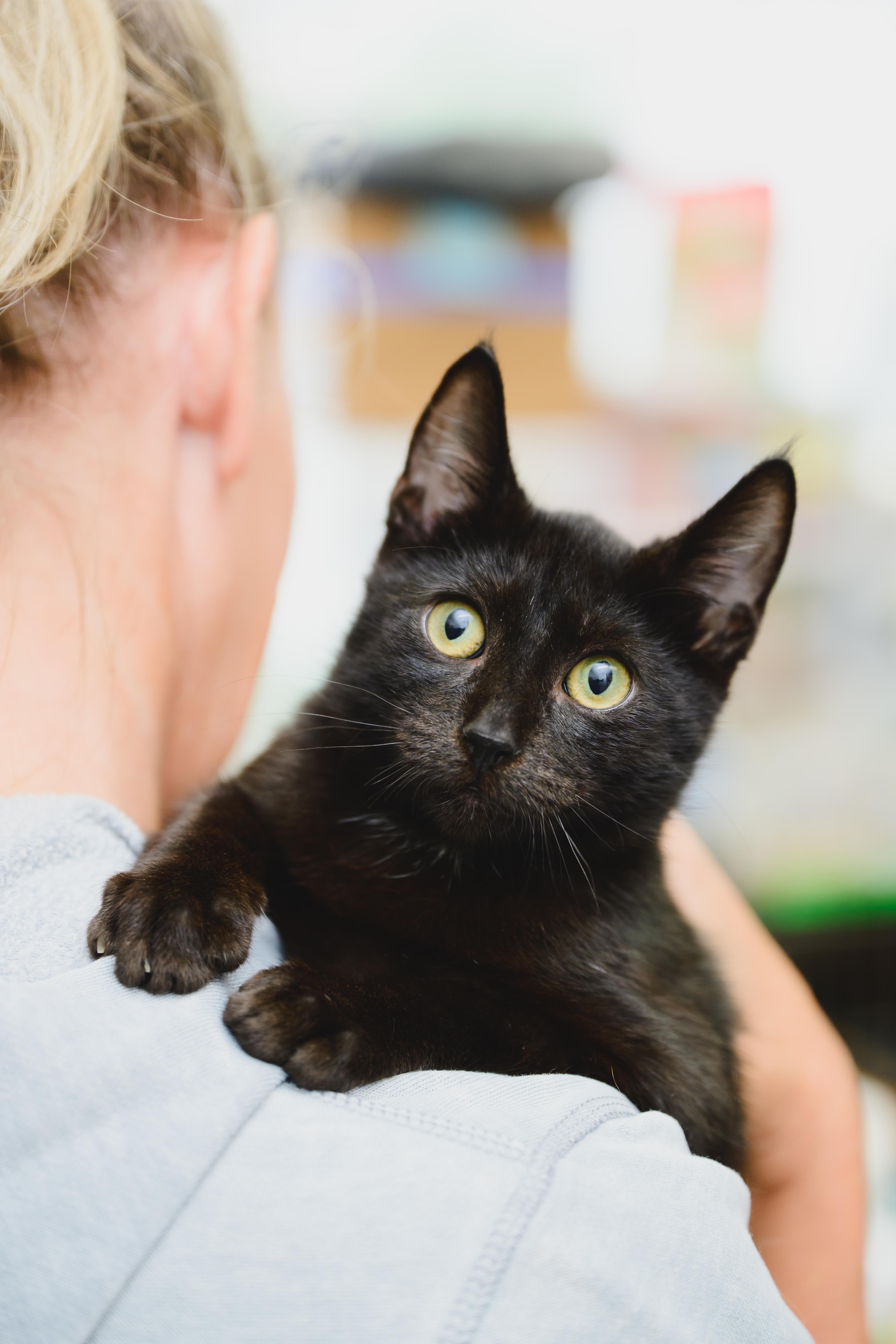 Zorro, a Adopted mixed breed in Honolulu, HI image 2/6