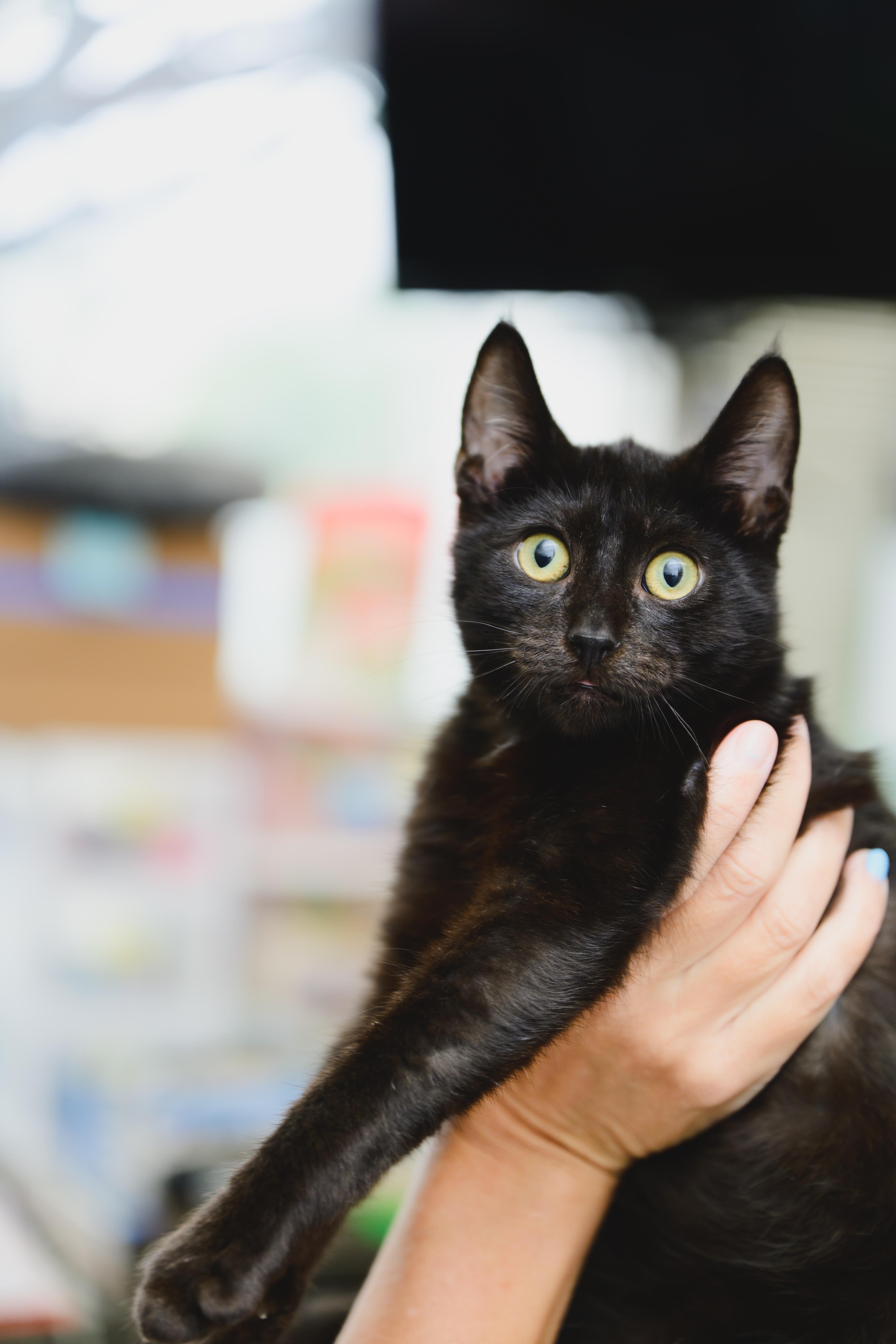 Zorro, a Adopted mixed breed in Honolulu, HI image 3/6