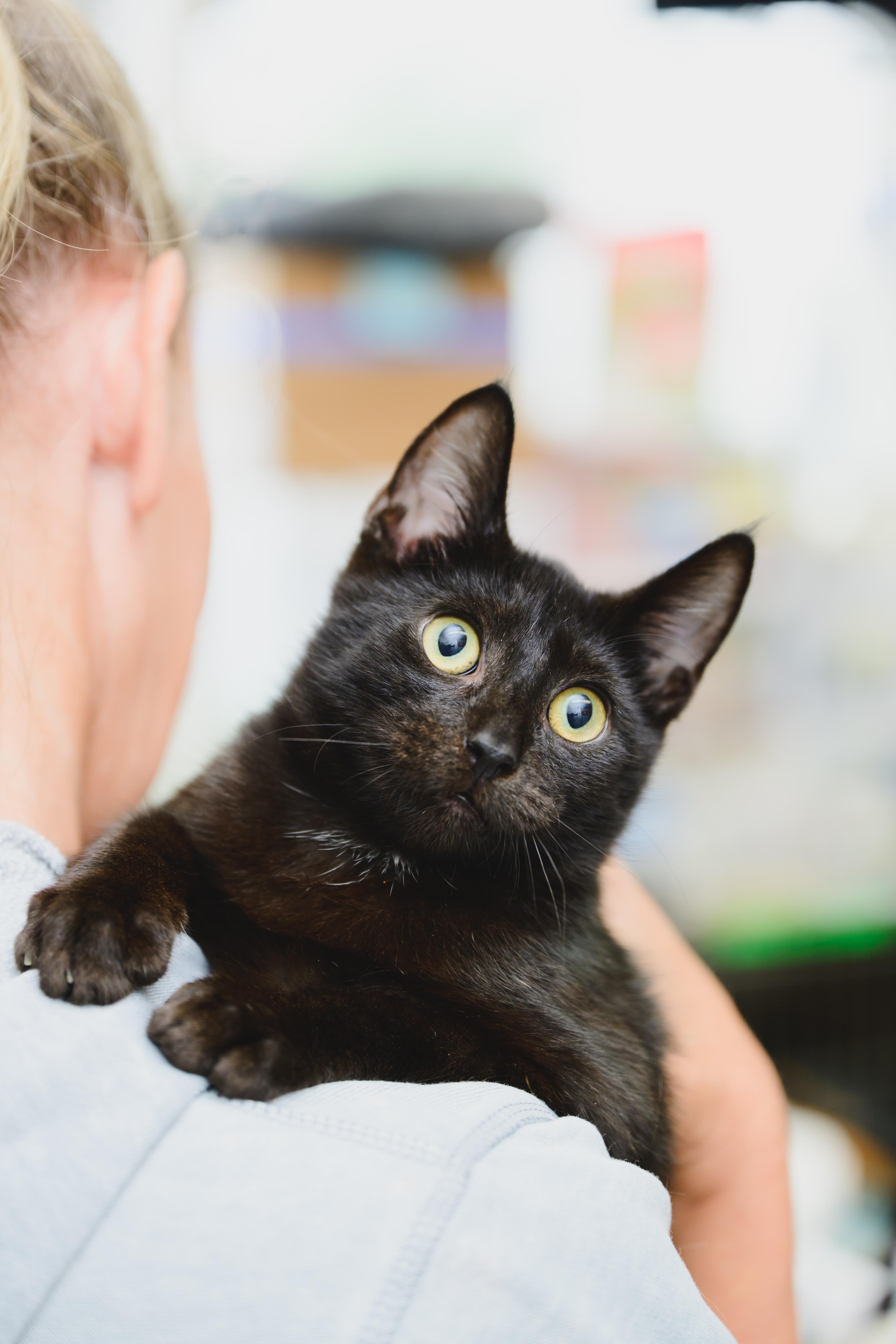 Zorro, a Adopted mixed breed in Honolulu, HI image 4/6
