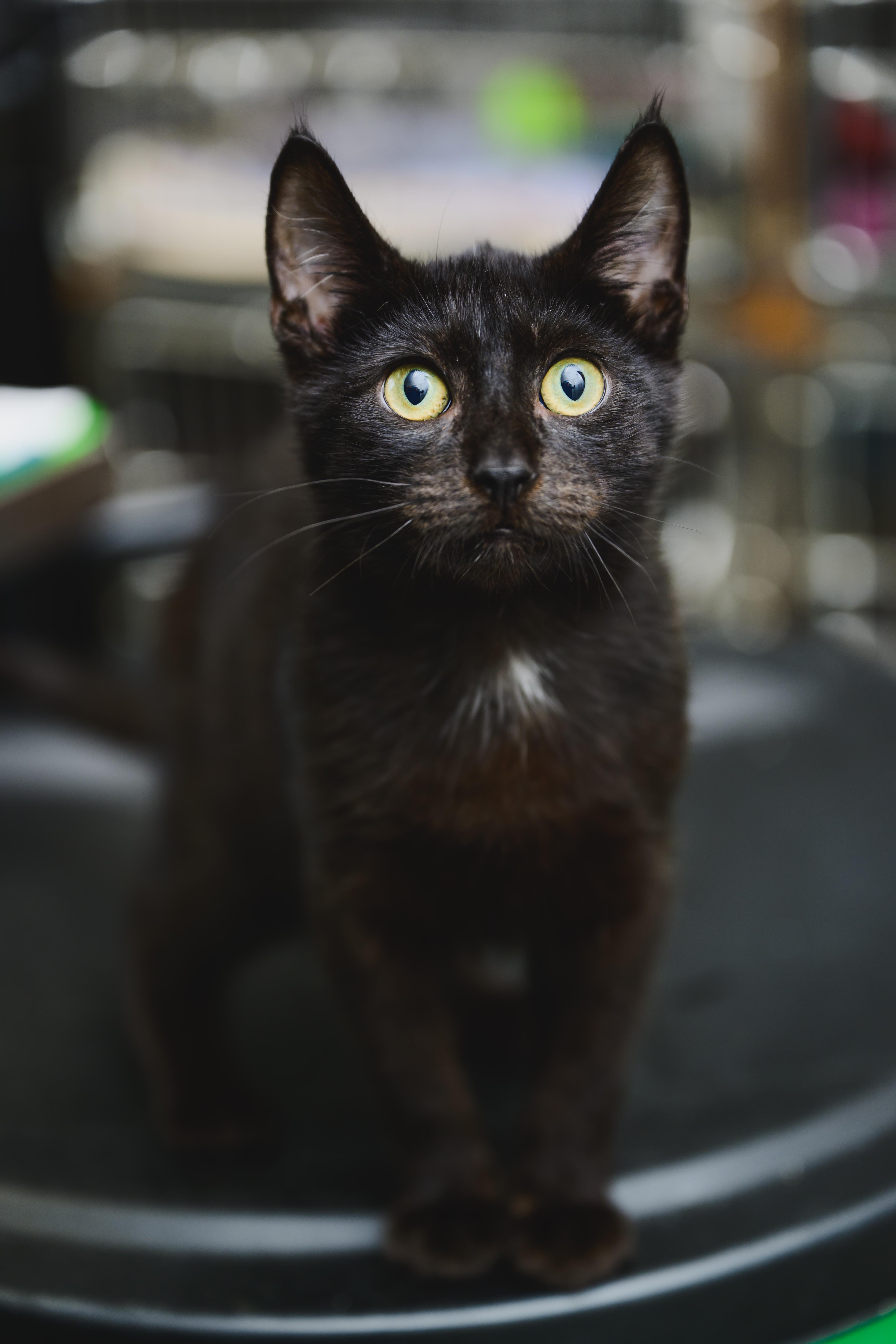 Zorro, a Adopted mixed breed in Honolulu, HI image 5/6
