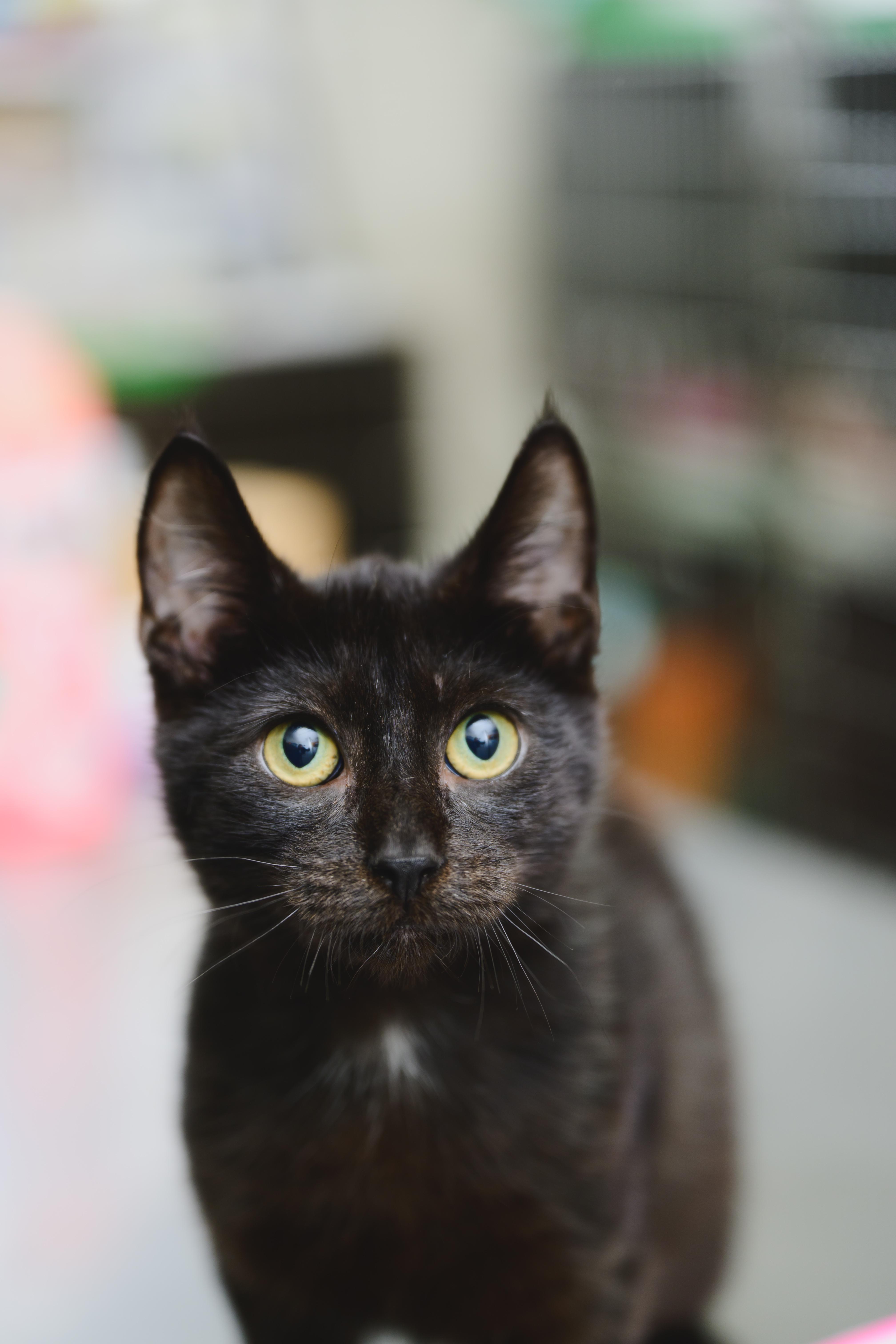 Zorro, a Adopted mixed breed in Honolulu, HI image 6/6