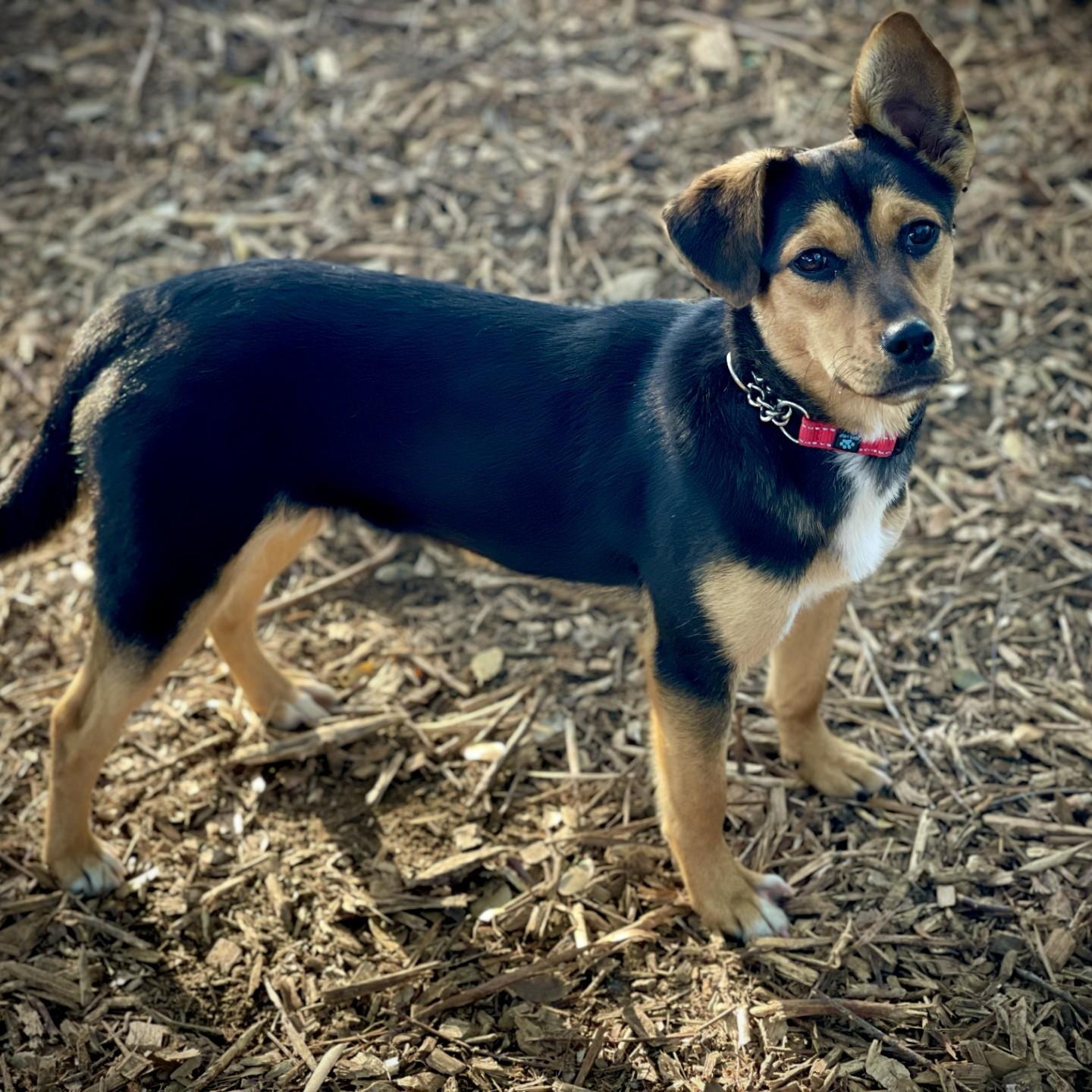 Enlarge Chloe, an adopted mixed breed in San Andreas, CA image 4/5