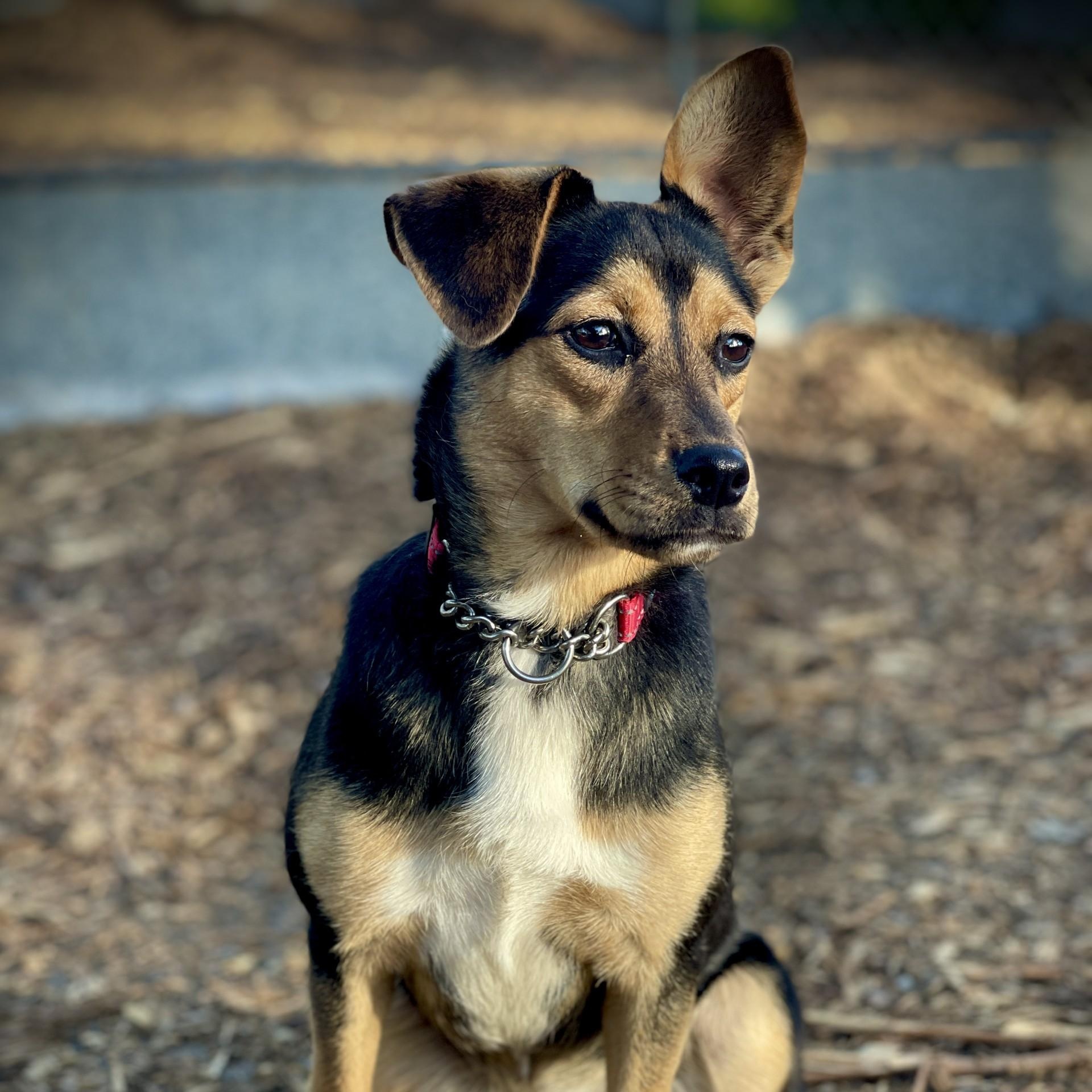 Enlarge Chloe, an adopted mixed breed in San Andreas, CA image 5/5