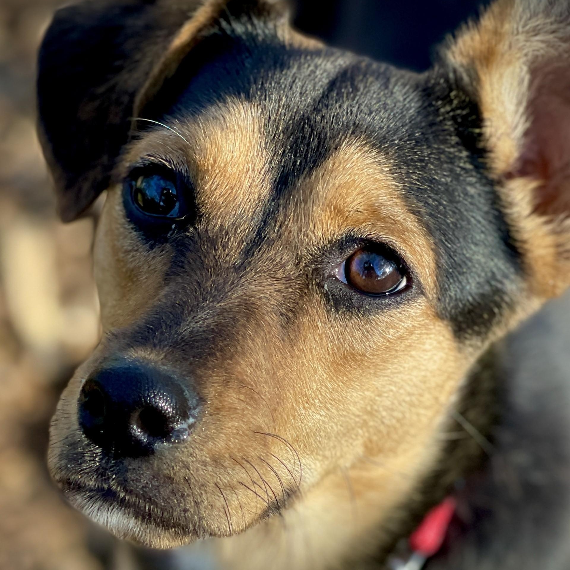 Enlarge Chloe, an adopted mixed breed in San Andreas, CA image 3/5
