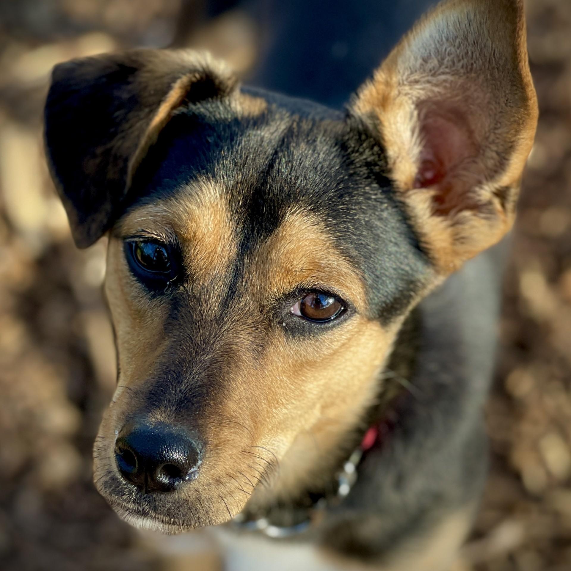 Enlarge Chloe, an adopted mixed breed in San Andreas, CA image 2/5