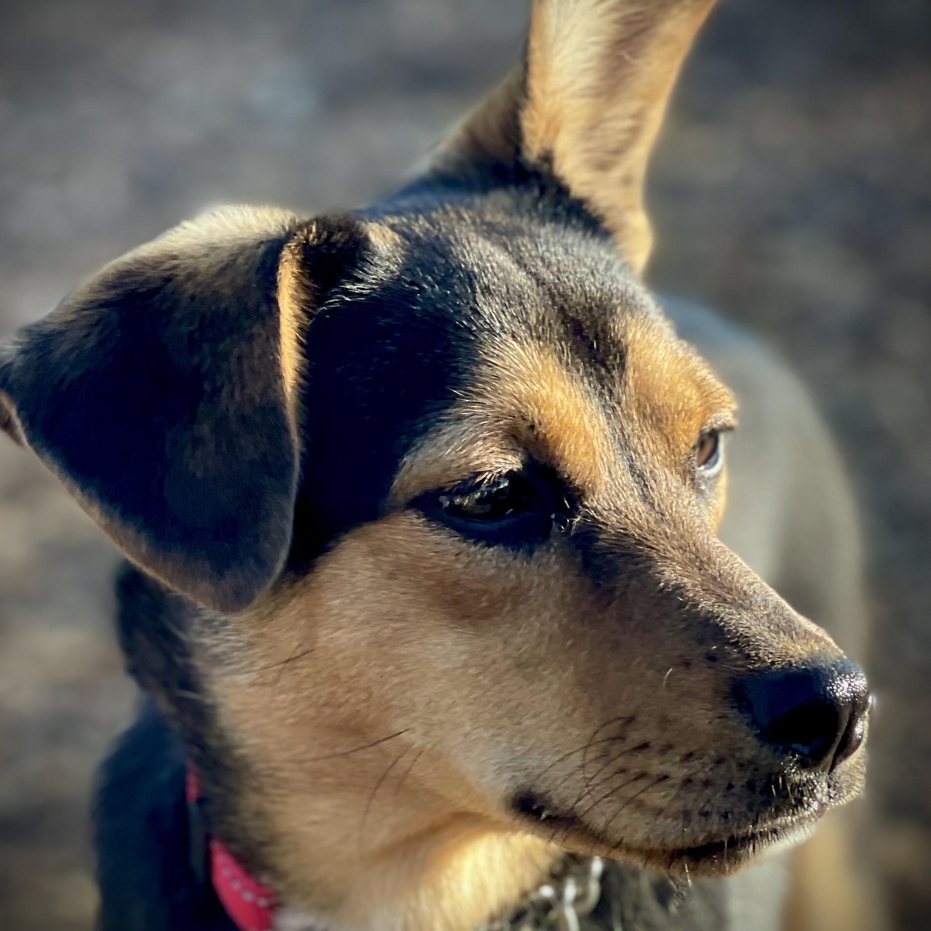 Chloe, adopted, Young Female Terrier.