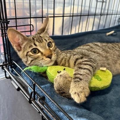 Chickpea — thumbnail 2