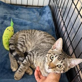 Chickpea — thumbnail 3