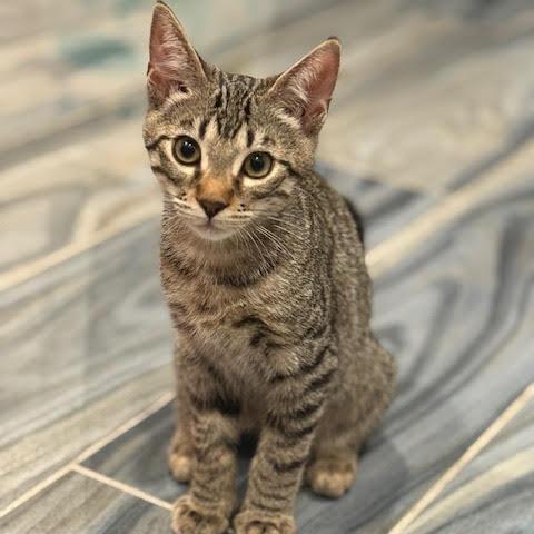 Chickpea — thumbnail 4