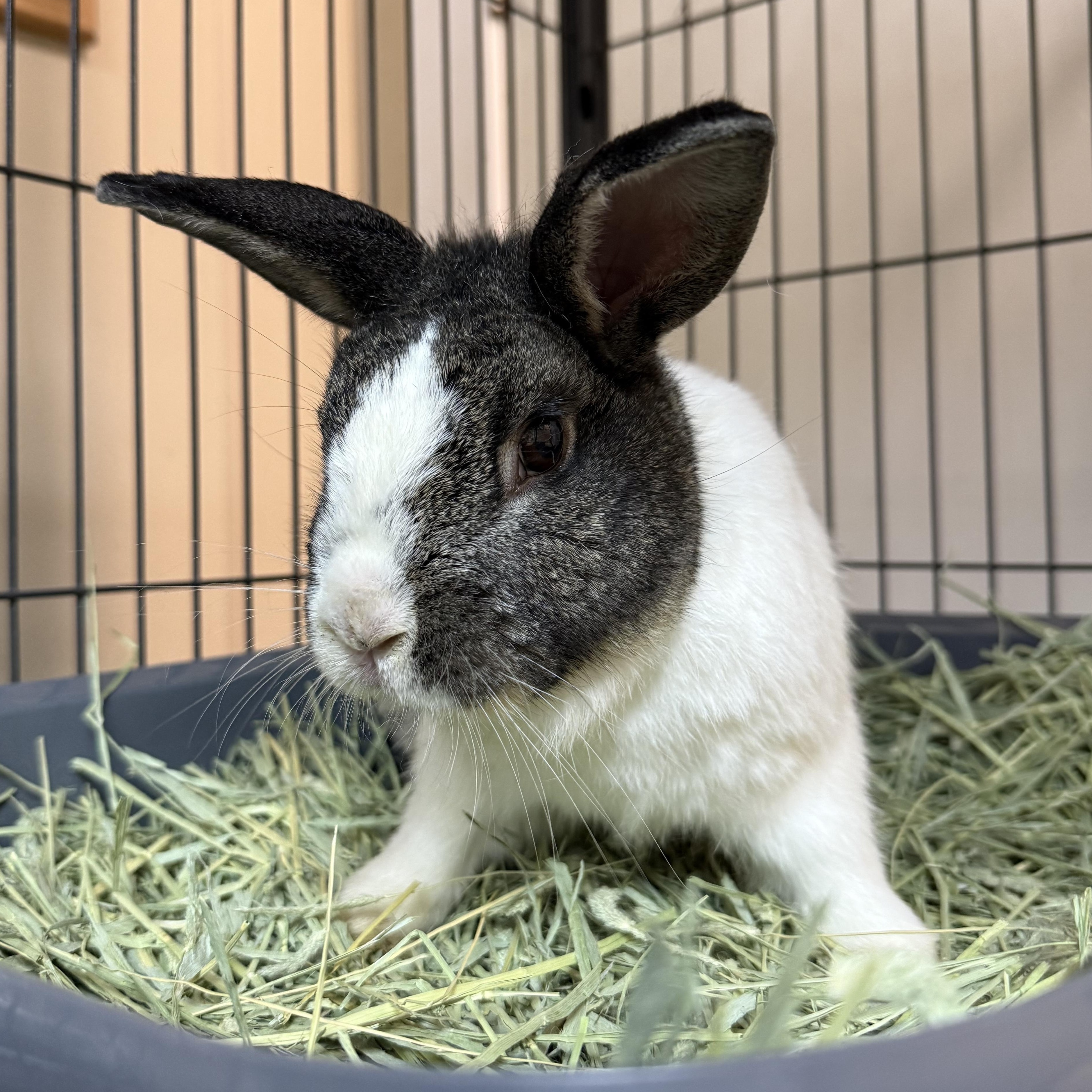 Enlarge Acorn, a Adoptable mixed breed in West Milford, NJ image 2/3