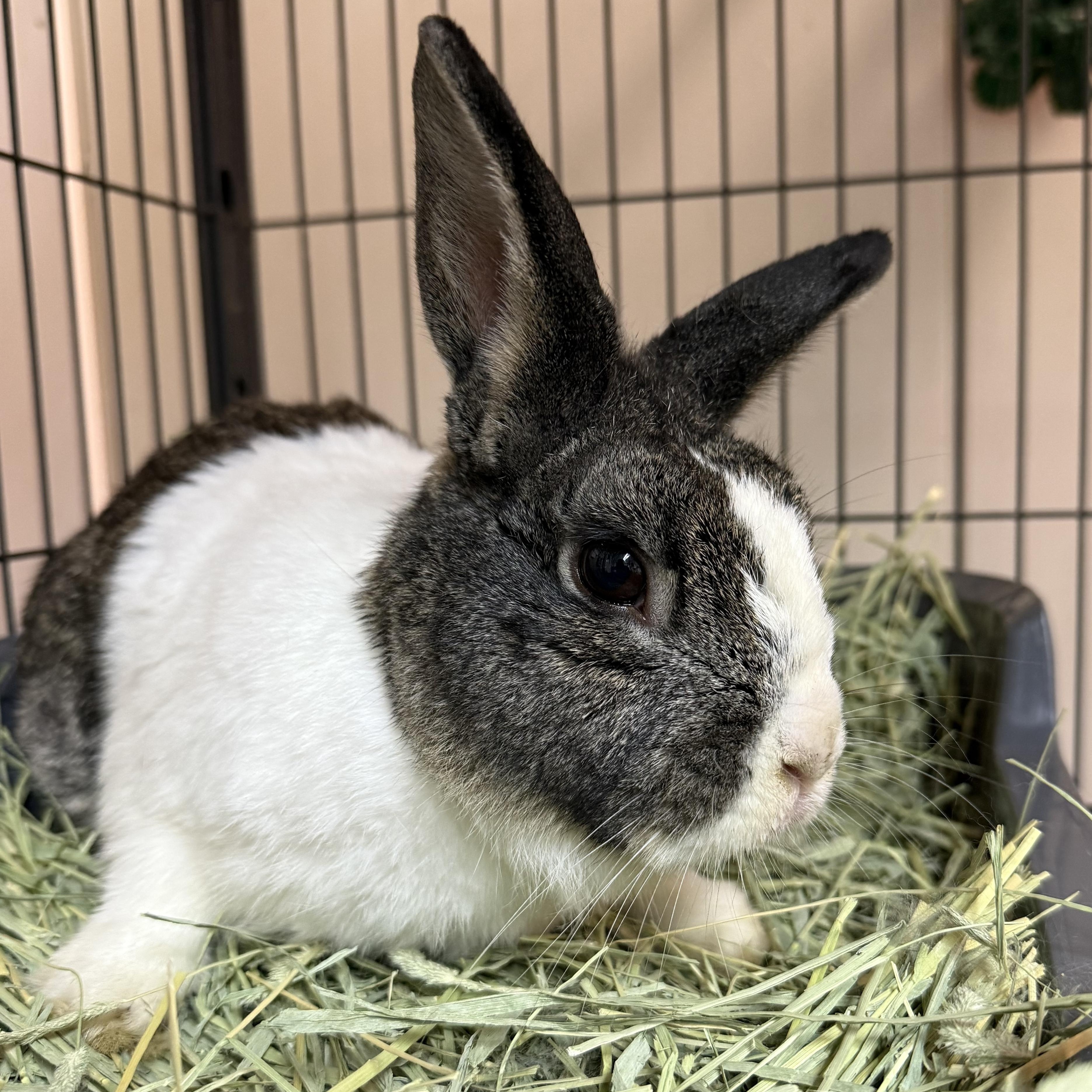 Enlarge Acorn, a Adoptable mixed breed in West Milford, NJ image 3/3
