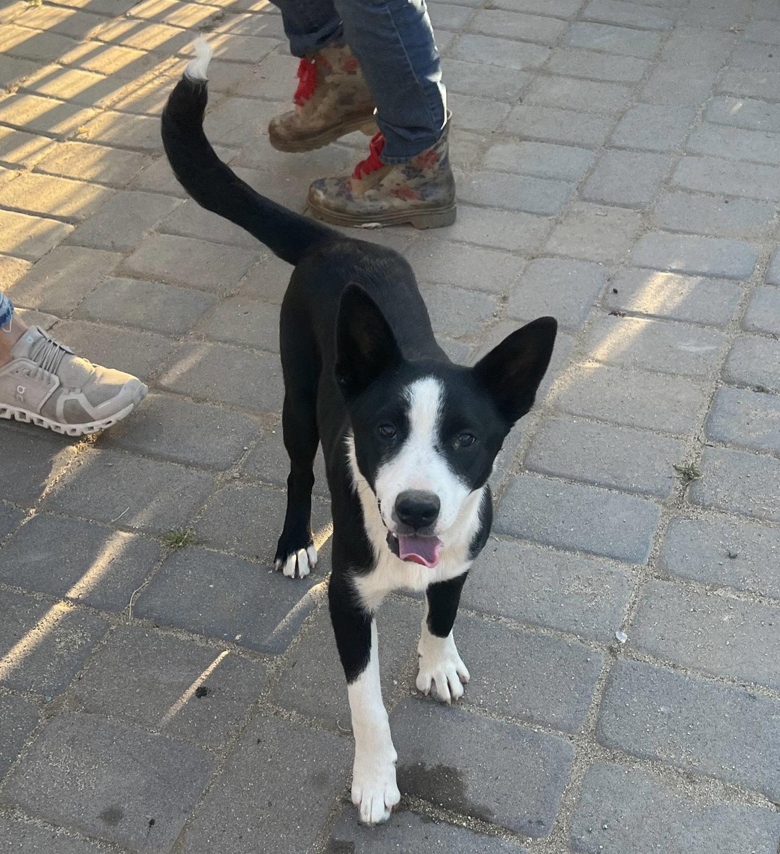 Enlarge Clover, a Adoptable Border Collie in Paso Robles, CA image 1/3
