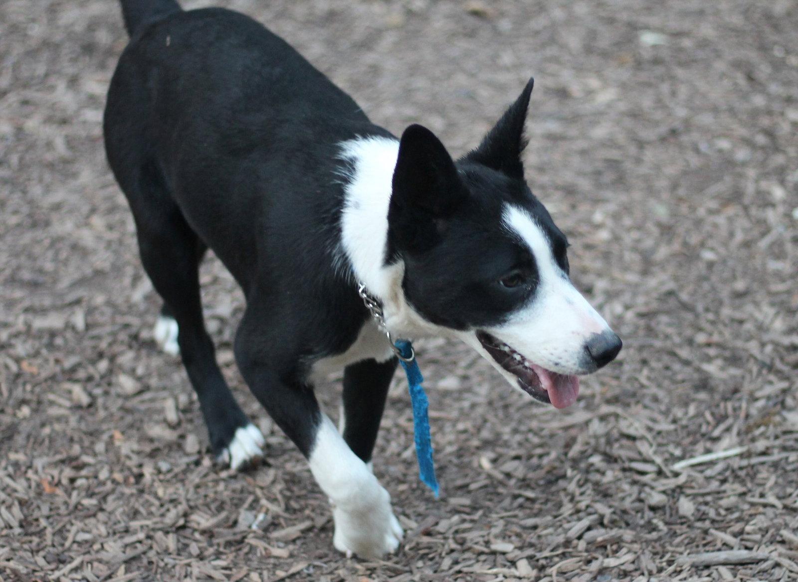 Clover, Adoptable, Young Female Border Collie.