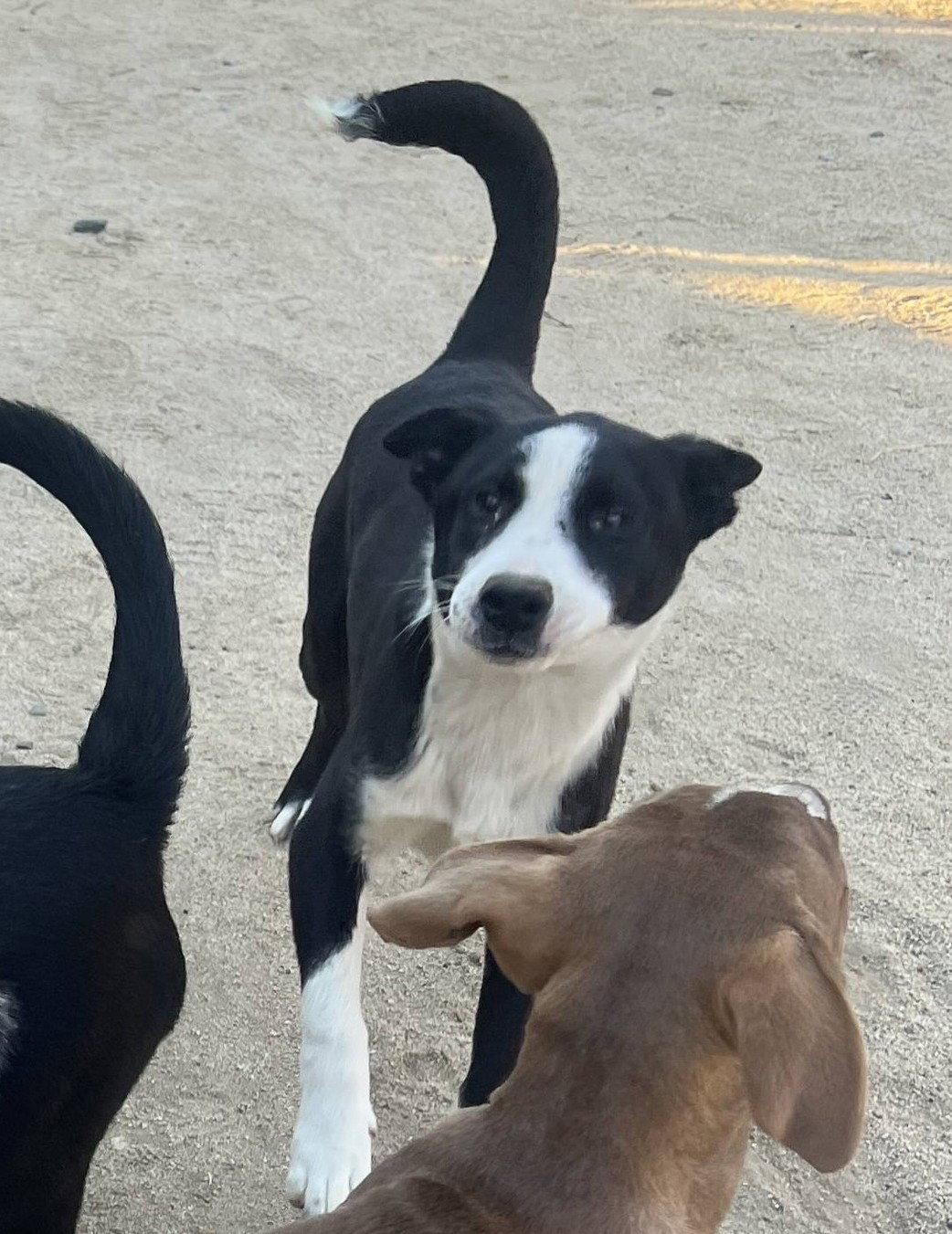 Enlarge Clover, a Adoptable Border Collie in Paso Robles, CA image 2/3