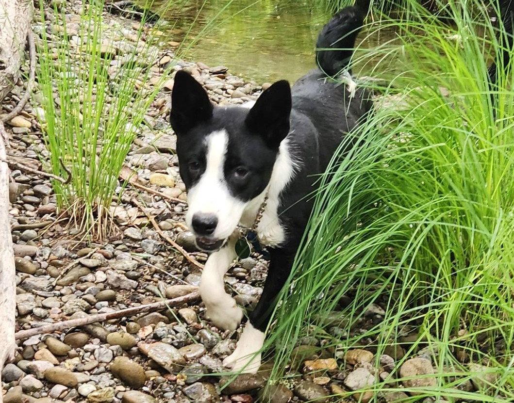 Enlarge Clover, a Adoptable Border Collie in Paso Robles, CA image 3/3