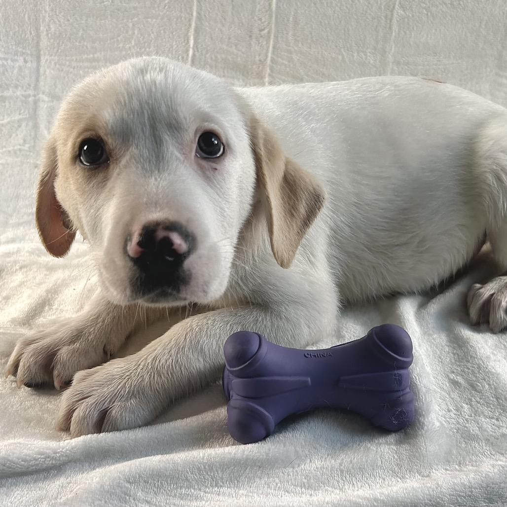 Taz, Adoptable, Puppy Male Australian Shepherd & Border Collie.