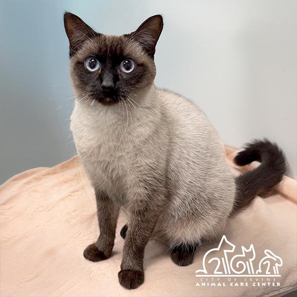 Enlarge BECKY, a Adoptable Siamese in Irvine, CA image 1/1